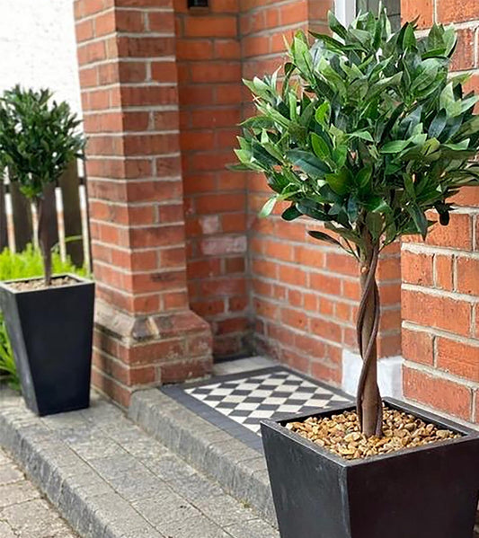 Set of 2 Twist 120cm (4ft) Bay Laurel Natural-Style Topiary Ball Trees