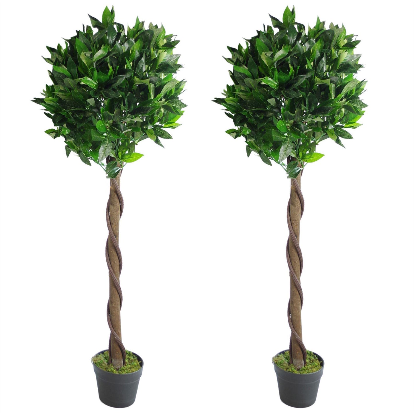 Set of 2 Twist 120cm (4ft) Bay Laurel Natural-Style Topiary Ball Trees