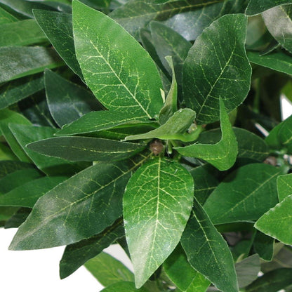 Set of 2 Twist 120cm (4ft) Bay Laurel Natural-Style Topiary Ball Trees
